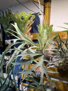 P.pedro tatsuta oc子株① ビカクシダ コウモリラン P.pedro tatsuta oc子株② ビカクシダ コウモリラン - メルカリ