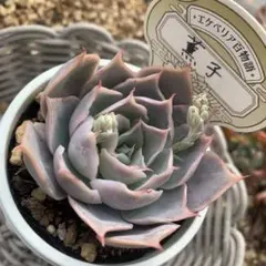 あく様 リクエスト 3点 まとめ商品