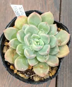 緑茶大好き！様 リクエスト 2点 まとめ商品