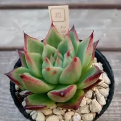 かなさん！様 リクエスト 5点 まとめ商品