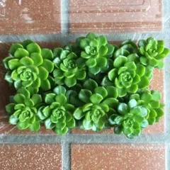 ハク＆マシロ様 リクエスト 2点 まとめ商品