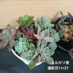 ぴか様9苗㊲千代田の松×ラウリンゼ❣️マカロニ❣️ツン❣️発根済つぶつぶ屋さん 2025年最新】千代田の松 多肉の人気アイテム - メルカリ