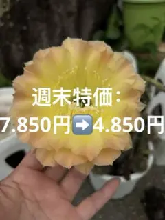 大輪鮮やかな黄色い花を咲かせる柱サボテン新品冰丝玉 - メルカリ