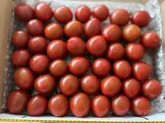 山形県自家産採りたて無農薬新鮮野菜ミニトマト　フルーツ感覚　箱込1kgのサムネイル