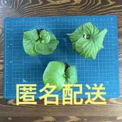 リドレイ　3種セットのサムネイル