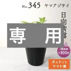 s.woods【ポットごとヤマト便345】ヤマアジサイ　幼苗　日向紫雲 ポットごとヤマト便346】ヤマアジサイ 幼苗 四万十旅情 - メルカリ