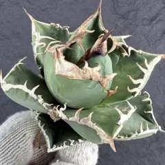 2025年最新】アガベSADの人気アイテム - メルカリ