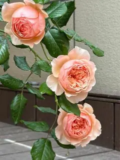 さくら様 リクエスト 2点 まとめ商品