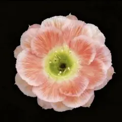 多肉植物　丸弁八重咲き花サボテン・ビッグアイ（抜き苗) 開花苗のサムネイル