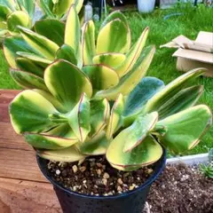 ❤️　❀金の成る木❀キャンバス小 楽天市場】観葉植物 ミニ 金のなる木の通販