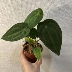 Anthurium AOS✖️RVDP斑入り - メルカリ
