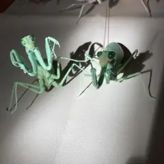 カマキリ カプセルトイ