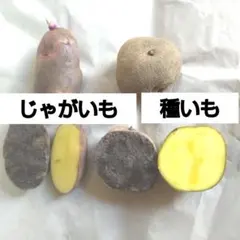 2026年最新】種芋 レッドムーンの人気アイテム - メルカリ