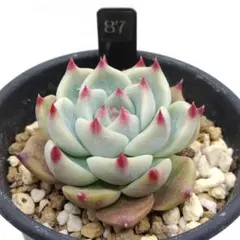 aduki様 リクエスト 3点 まとめ商品