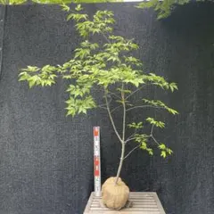 山採り天然　アオダモ　３本株立ち　81 山採り天然 アオダモ 3本株立ち 54 【公式通販】
