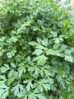 2025年最新】PARSLEYの人気アイテム - メルカリ