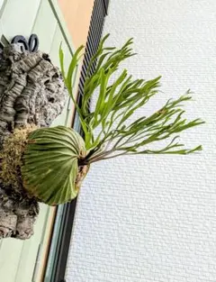 リドレイ　ナノ　箱売り 楽天市場】ゆうパック 送料無料 frog_yamato【ridleyi nano】リドレイ