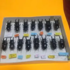 海外 クワガタ 標本 セット シーラ箱入り - メルカリ