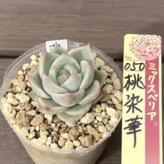 2026年最新】桃染華の人気アイテム - メルカリ