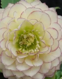 2025年最新】加藤農園 アフロディーテの人気アイテム - メルカリ