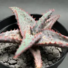 2025年最新】アロエハイブリッド 種子の人気アイテム - メルカリ