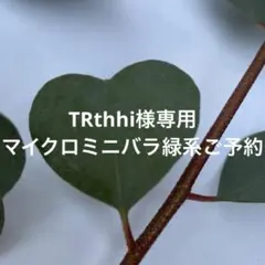 TRthhi様専用　マイクロミニバラヴェール　ご予約