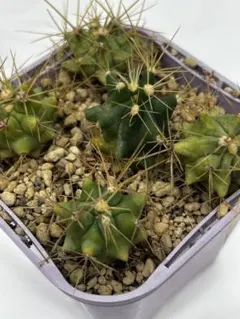 王冠竜　12号 ブルーバレル カクタス（王冠竜）｜Ferocactus glaucescens | DESERT INC.