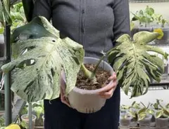 2026年最新】巨大モンステラの人気アイテム - メルカリ