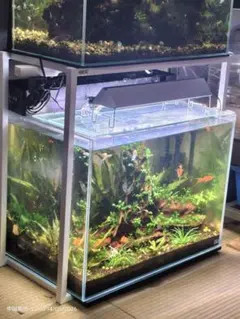 ビオトープ風メダカ水槽 卓上アクアリウム 自動循環 USB給電 - メルカリ