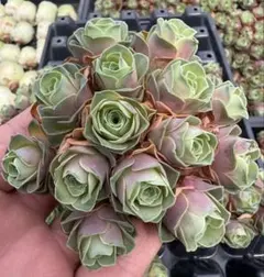 新入荷　グリーノビア　古月紅　アエオニウム　多肉植物　I苗のサムネイル