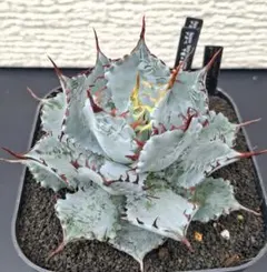 姫雷帝×（瀧雷×紫乃君）特別選抜 アガベ子株ハイブリッドhybrid agave