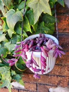 【多肉植物】ルビーネックレス 現品