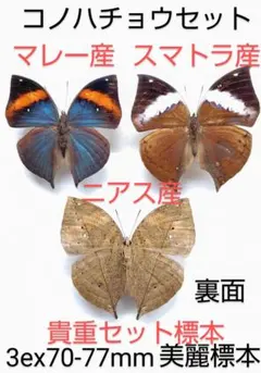 2026年最新】昆虫標本の人気アイテム - メルカリ