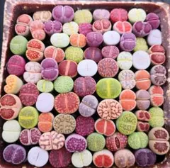 り*う様 リトープス コレクション 多色20苗 1年の苗0.5-1.2cm