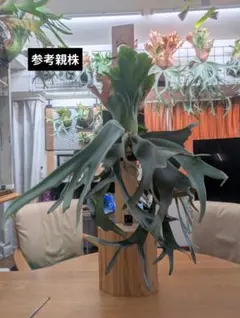 2025年最新】cotton cloud ビカクシダの人気アイテム - メルカリ