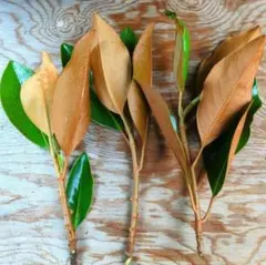 2026年最新】リトルジェムの人気アイテム - メルカリ