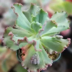フィレンツェ錦 ＊ Echeveria 'Firenze' Mutant - メルカリ