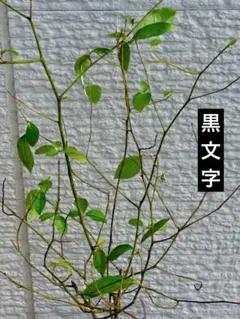 黒文字　クロモジ　63cm 苗木　ガーデニング　庭木　インテリアのサムネイル