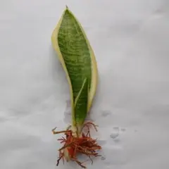 ③サンスベリア