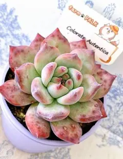 臼田リンゼアナ×コロラータアウテンティカ　札付き　コキリノ苗 2025年最新】コロラータアウテンティカの人気アイテム - メルカリ