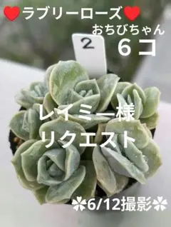 レイミ―様 リクエスト 3点 まとめ商品