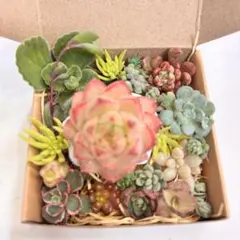 お任せ♡多肉エケベリアセダムセット✨️多肉弁当
