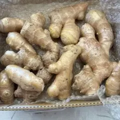 gs-ayさん専用です。大生姜種芋 約1キロ