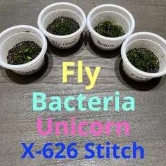 【前葉体】ビカクシダ4種セット(Fly/Bacteria他)胞子培養のサムネイル