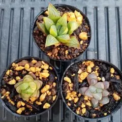 No.2　ハオルチア３種類　抜き苗　多肉植物