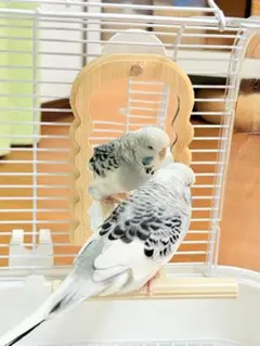 バードミラー 止まり木付き 竹製 2WAY インコ ケージ用 鏡 取り外し可能のサムネイル