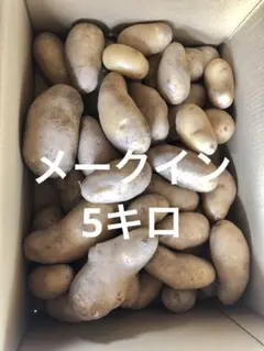 【残りわずか】掘りたて新鮮野菜　新じゃがいも(メークイン) 5キロ以上gのサムネイル