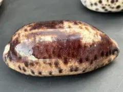 ムラクモダカラ (Chelycypraea testudinaria)1758