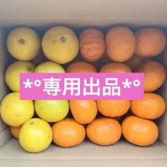 *°ローズ様専用*°カラマンダリン ニューサマーオレンジセット