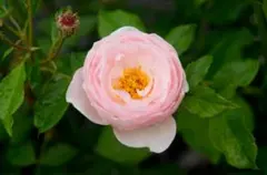 ジェフハミルトン 6号スリット ER 芽接ぎ苗 バラ イングリッシュローズ